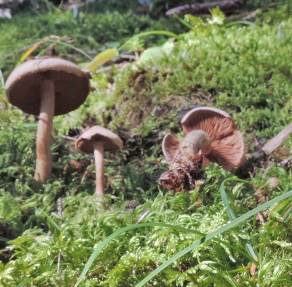 Piccolo cortinarius?